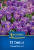 Krókusz nagyvirágú Flower Record (12 db/cs) 'PG-3' KIEPENKERL