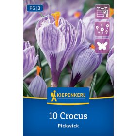 Krókusz Pickwick (10 db/cs) 'PG-3' KIEPENKERL