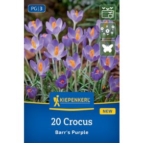   Krókusz Barr's Purple (20 db/cs) 'PG-3' KIEPENKERL