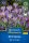 Krókusz Barr's Purple (20 db/cs) 'PG-3' KIEPENKERL