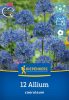 Díszhagyma (égkék hagyma) caeruleum (12 db/cs) 'PG-3' KIEPENKERL