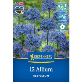   Díszhagyma (égkék hagyma) caeruleum (12 db/cs) 'PG-3' KIEPENKERL