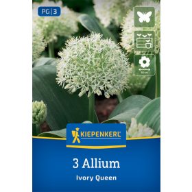   Díszhagyma Ivory Queen (3 db/cs) 'PG-3' KIEPENKERL