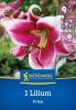 Liliom Friso (1 db/cs) 'PG-3' KIEPENKERL