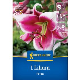 Liliom Friso (1 db/cs) 'PG-3' KIEPENKERL