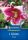 Liliom Friso (1 db/cs) 'PG-3' KIEPENKERL