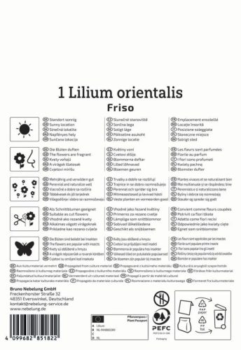 Liliom Friso (1 db/cs) 'PG-3' KIEPENKERL