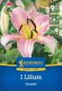 Liliom Urandi (1 db/cs) 'PG-3' KIEPENKERL