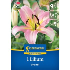 Liliom Urandi (1 db/cs) 'PG-3' KIEPENKERL