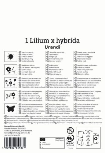 Liliom Urandi (1 db/cs) 'PG-3' KIEPENKERL