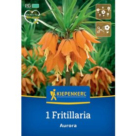 Császárkorona Aurora (1 db/cs) 'PG-4' KIEPENKERL