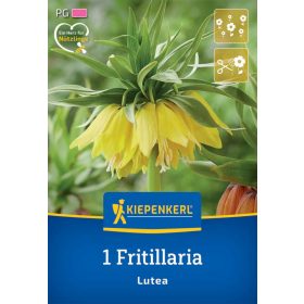 Császárkorona Lutea (1 db/cs) 'PG-5' KIEPENKERL