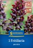 Császárkorona persica (1 db/cs) 'PG-4' KIEPENKERL