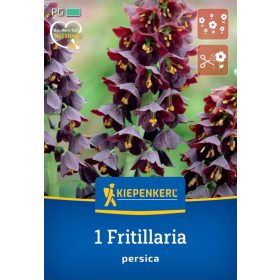   Császárkorona persica (1 db/cs) 'PG-4' KIEPENKERL