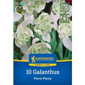   Hóvirág (Galanthus Flore Pleno) (10 db/cs) 'PG-4' KIEPENKERL