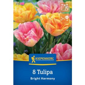   Tulipán Bright Harmony (8 db/cs) 'PG-5' KIEPENKERL