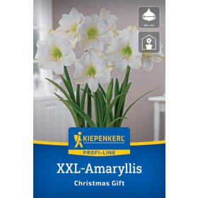 Amarillisz Christmas Gift (1 db/cs) NB