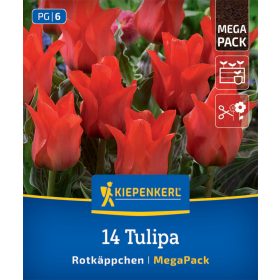   Tulipán Rotkäppchen (14 db/cs) 'PG-6' MegaPack KIEPENKERL