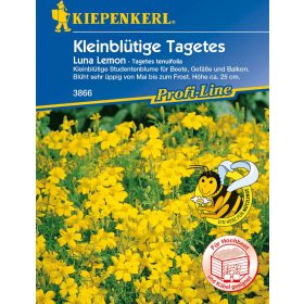 Bársonyvirág Luna Lemon 'PG-G' KIEPENKERL