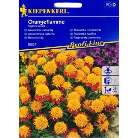 Bársonyvirág Orangeflamme 'PG-D' NB