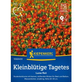   Bársonyvirág Luna Rot (kisvirágú) 'PG-G' KIEPENKERL