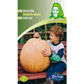 Sütőtök Atlantic Giant 6 szem RÉDEI