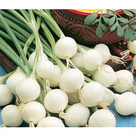 Gyöngyhagyma Barletta 50g (Nagy kiszerelés) RÉDEI