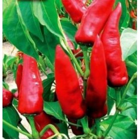 Fűszerpaprika Kaldom 25g (Nagy kiszerelés) RÉDEI