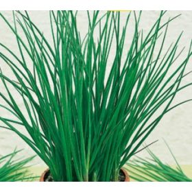 Metélőhagyma 50g (Nagy kiszerelés) RÉDEI