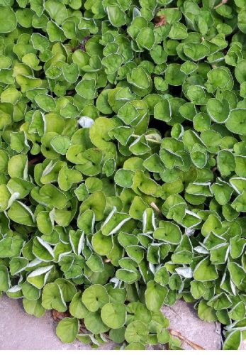 Dichondra 1000g ROCALBA