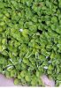 Dichondra 100g ROCALBA