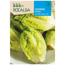 Saláta Sucrine 3g ROCALBA