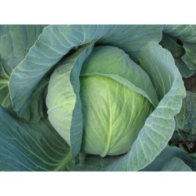 Fejeskáposzta Quisor F1 2500szem SYNGENTA