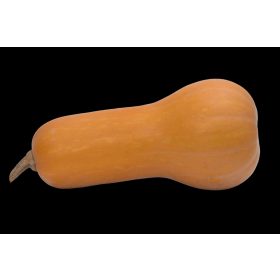 Sütőtök Orange 5000 szem ZKI-P
