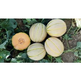 ZINGARO F1 1000 szemes cantaloup sárgadinnye