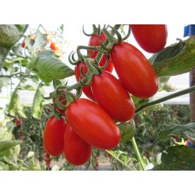 ZUCCHERINO F1 100 szem mini san marzano paradicsom