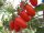 ZUCCHERINO F1 500 szem mini san marzano paradicsom